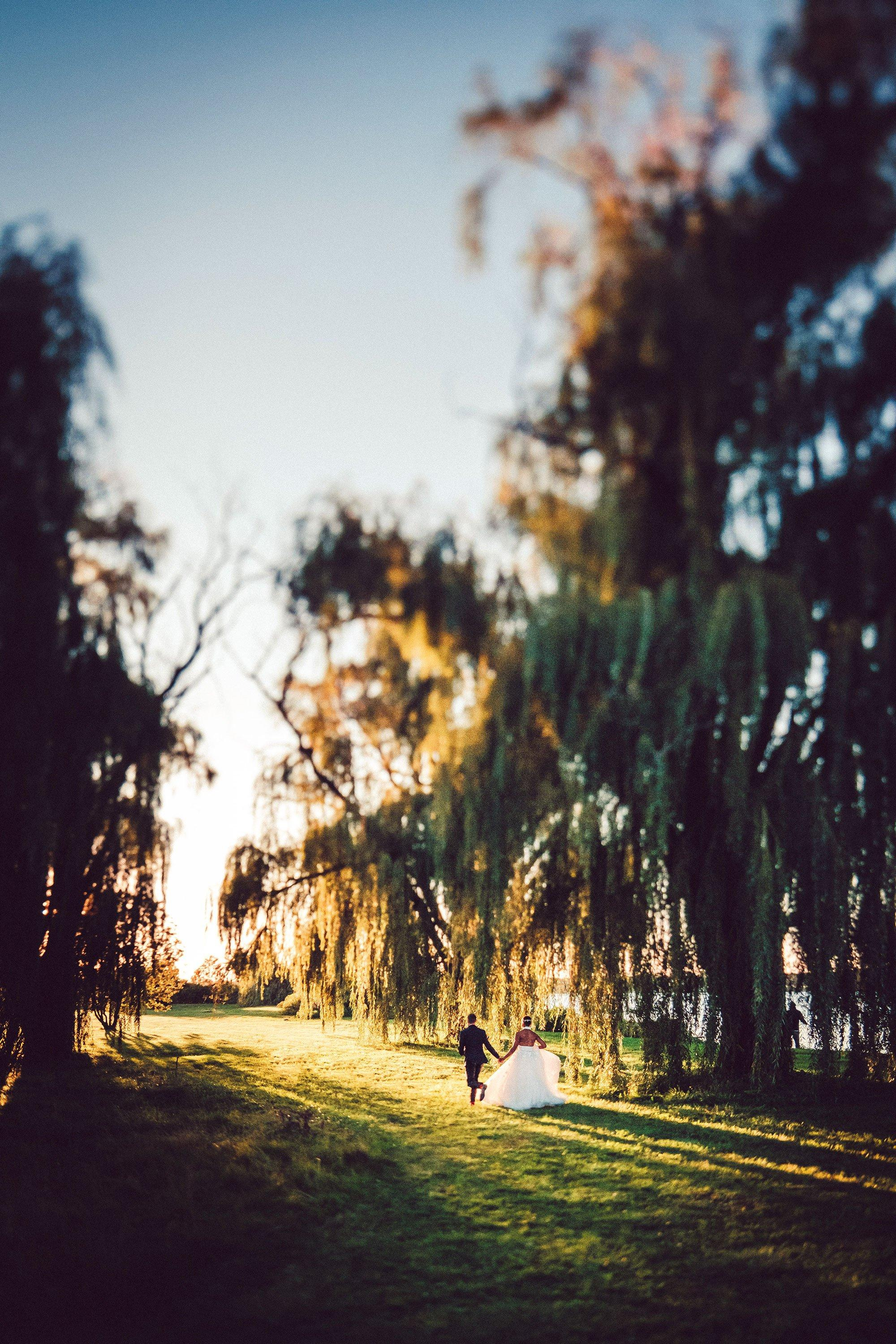 Willow trees at sunset on belle isle.